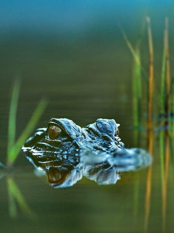 American alligator Black Ornate Wood Framed Art Print with Double Matting by Fitzharris, Tim