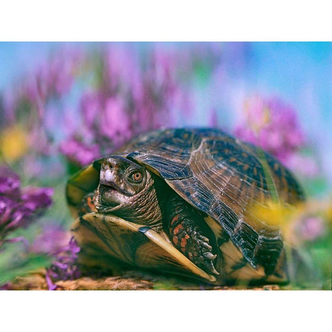 Three-toed box turtle White Modern Wood Framed Art Print by Fitzharris, Tim