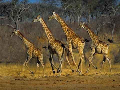 Masai giraffes running White Modern Wood Framed Art Print with Double Matting by Fitzharris, Tim