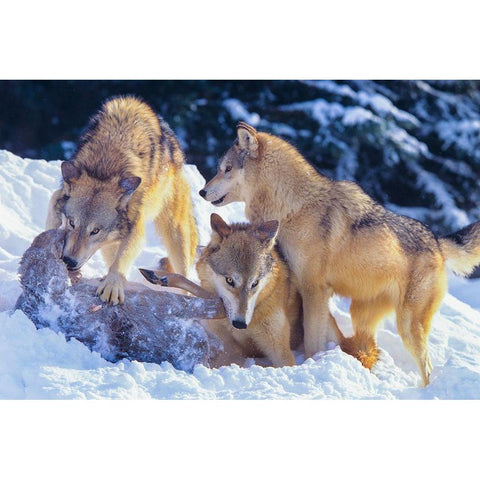 Gray wolves fighting over a deer carcass in snow Gold Ornate Wood Framed Art Print with Double Matting by Fitzharris, Tim
