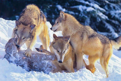 Gray wolves fighting over a deer carcass in snow White Modern Wood Framed Art Print with Double Matting by Fitzharris, Tim