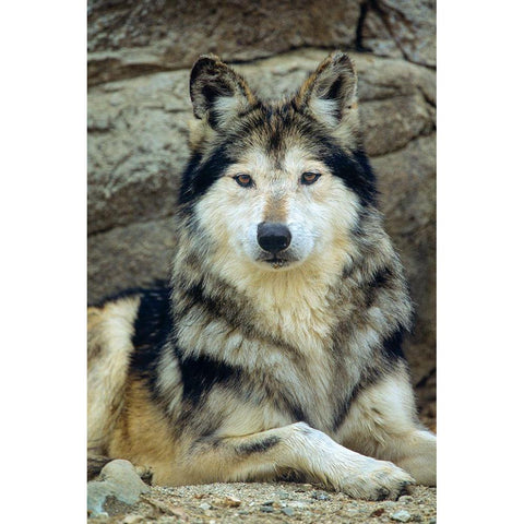 Mexican gray wolf Black Modern Wood Framed Art Print with Double Matting by Fitzharris, Tim