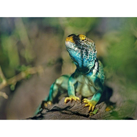 Collared Lizard White Modern Wood Framed Art Print by Fitzharris, Tim