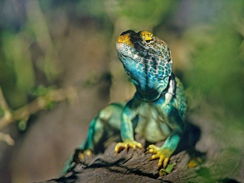 Collared Lizard Black Ornate Wood Framed Art Print with Double Matting by Fitzharris, Tim