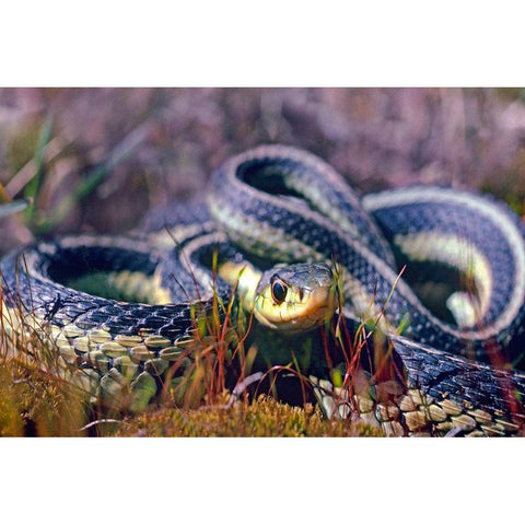 Common Garter snake Black Modern Wood Framed Art Print with Double Matting by Fitzharris, Tim