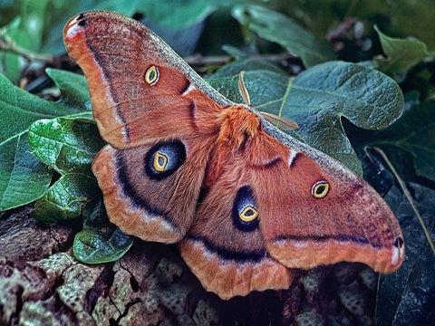 Polyphemus Moth White Modern Wood Framed Art Print with Double Matting by Fitzharris, Tim