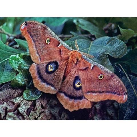 Polyphemus Moth White Modern Wood Framed Art Print by Fitzharris, Tim