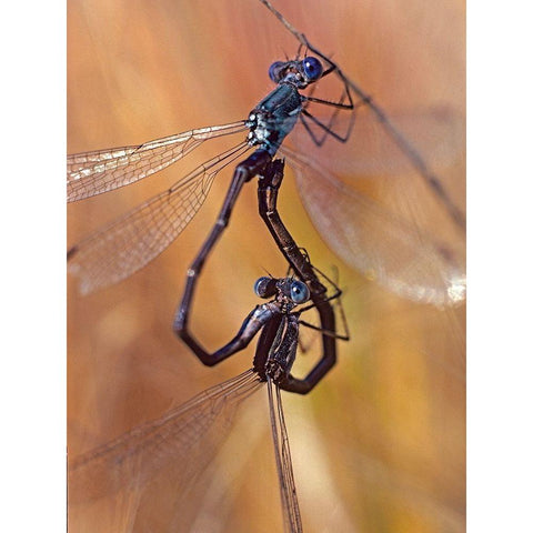 Damselflies mating Gold Ornate Wood Framed Art Print with Double Matting by Fitzharris, Tim
