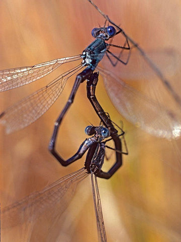 Damselflies mating Black Ornate Wood Framed Art Print with Double Matting by Fitzharris, Tim