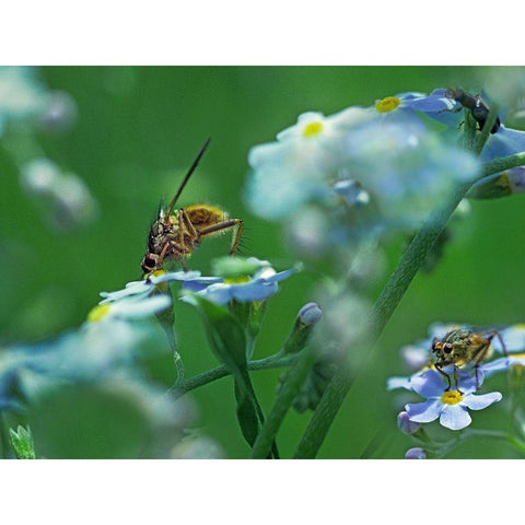 Fly on forget-me-not White Modern Wood Framed Art Print by Fitzharris, Tim