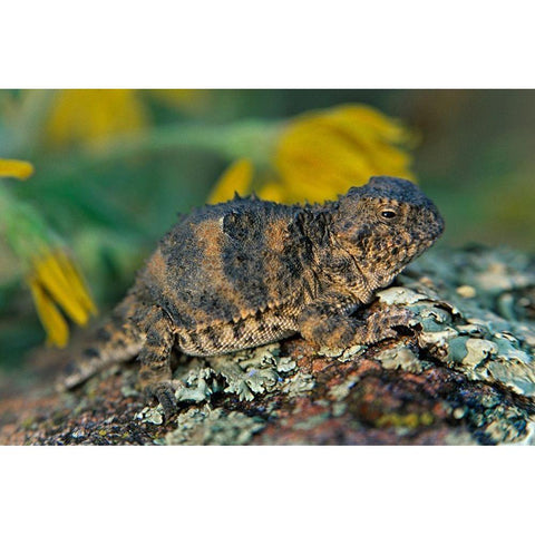 Short-horned lizard Black Modern Wood Framed Art Print by Fitzharris, Tim