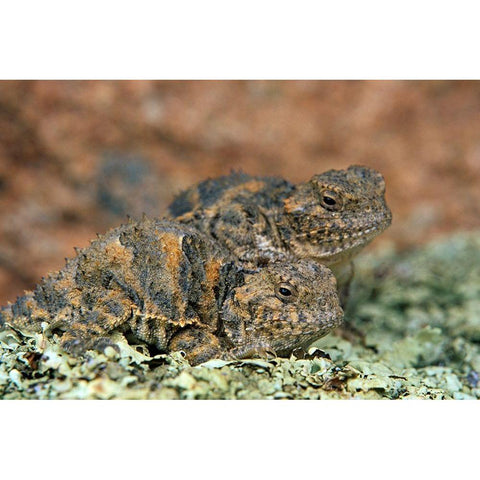 Short-horned Lizards White Modern Wood Framed Art Print by Fitzharris, Tim