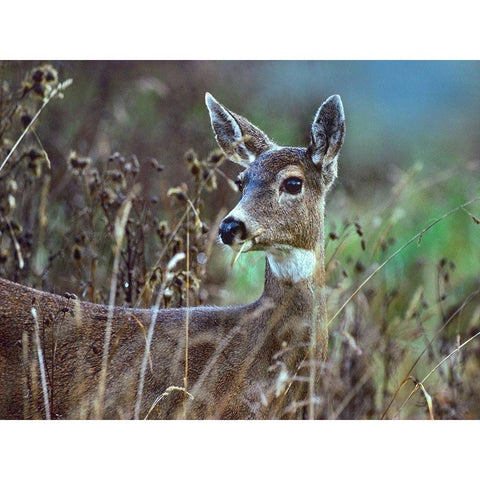 Mule Deer Black Modern Wood Framed Art Print by Fitzharris, Tim