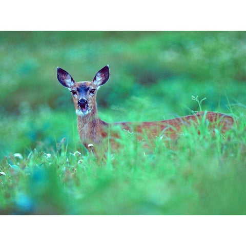 Mule Deer White Modern Wood Framed Art Print by Fitzharris, Tim