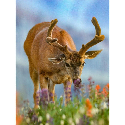 Mule deer in velvet White Modern Wood Framed Art Print by Fitzharris, Tim