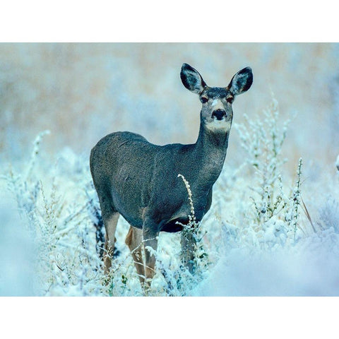 Mule Deer Black Modern Wood Framed Art Print with Double Matting by Fitzharris, Tim