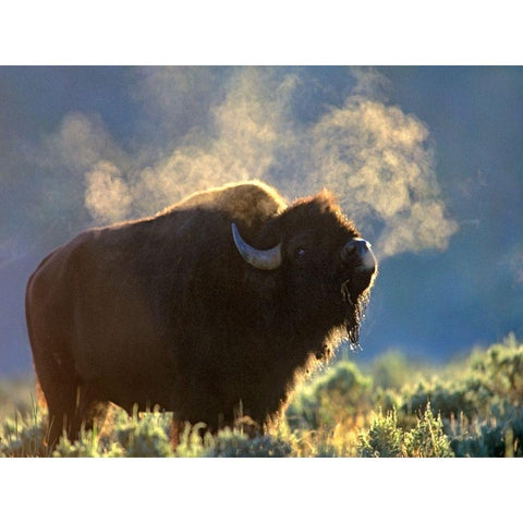 Bison White Modern Wood Framed Art Print by Fitzharris, Tim