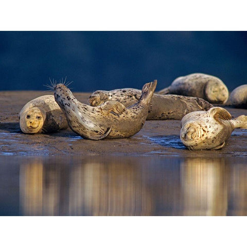 Harbor Seals Black Modern Wood Framed Art Print with Double Matting by Fitzharris, Tim