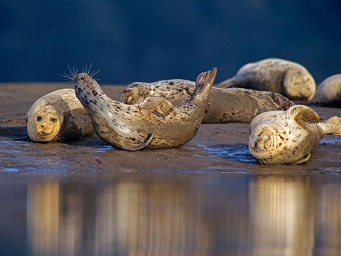 Harbor Seals White Modern Wood Framed Art Print with Double Matting by Fitzharris, Tim