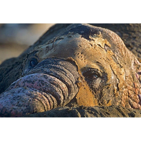 Northern elephant seal bull molting Black Modern Wood Framed Art Print by Fitzharris, Tim