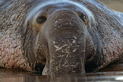 Northern Elephant Seal White Modern Wood Framed Art Print with Double Matting by Fitzharris, Tim