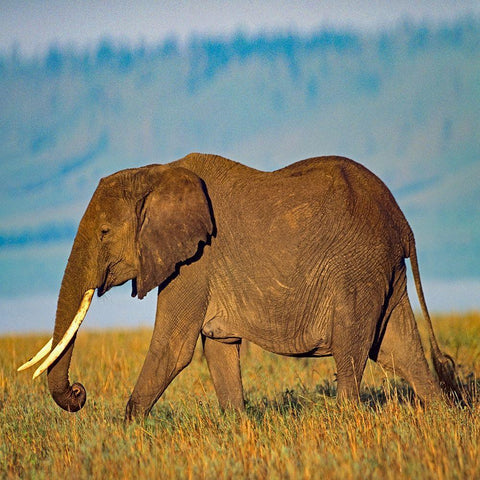 African elephant with large tusks-Kenya Black Ornate Wood Framed Art Print with Double Matting by Fitzharris, Tim