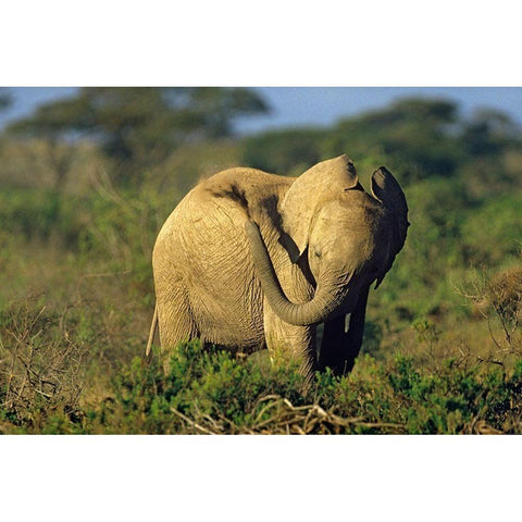African elephant young dust bathing-Masai Mara Reserve-Kenya White Modern Wood Framed Art Print by Fitzharris, Tim
