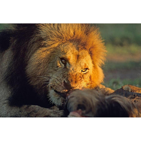 African Lion feeding Gold Ornate Wood Framed Art Print with Double Matting by Fitzharris, Tim