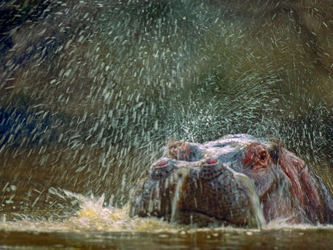 Hippo spluttering Mara River-Kenya Black Ornate Wood Framed Art Print with Double Matting by Fitzharris, Tim