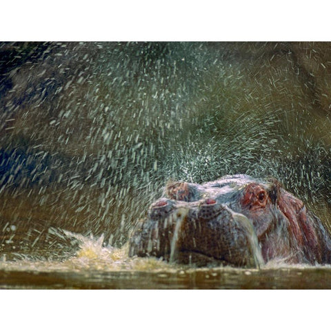 Hippo spluttering Mara River-Kenya White Modern Wood Framed Art Print by Fitzharris, Tim