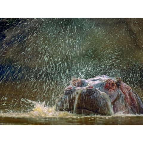 Hippo spluttering Mara River-Kenya Black Modern Wood Framed Art Print by Fitzharris, Tim