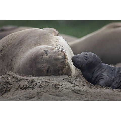 Northern Elephant Seal Black Modern Wood Framed Art Print by Fitzharris, Tim