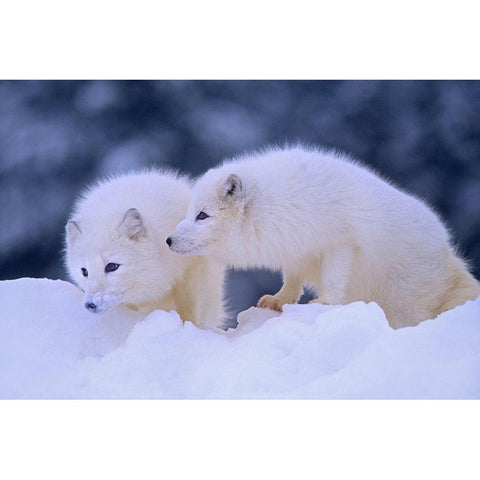 Arctic foxes White Modern Wood Framed Art Print by Fitzharris, Tim