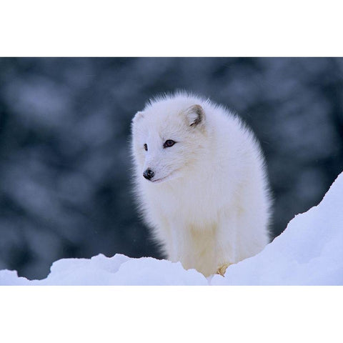 Arctic fox White Modern Wood Framed Art Print by Fitzharris, Tim