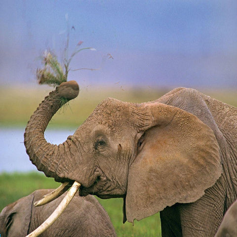 African elephant with cattle egret-Amboseli National Park-Kenya White Modern Wood Framed Art Print with Double Matting by Fitzharris, Tim