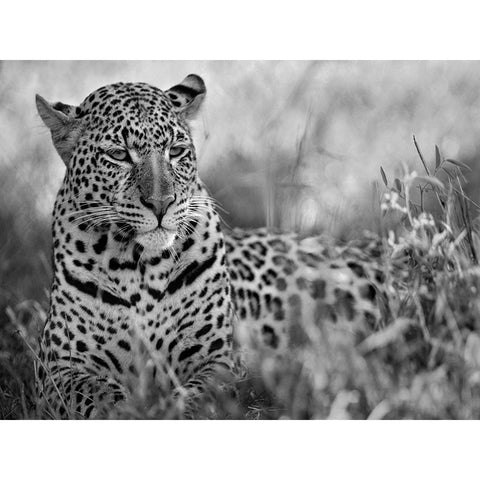 Leopard White Modern Wood Framed Art Print by Fitzharris, Tim