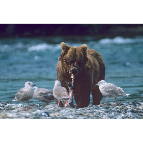 Grizzly bear and gulls White Modern Wood Framed Art Print by Fitzharris, Tim