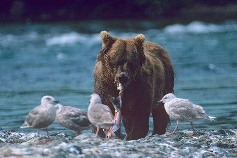 Grizzly bear and gulls Black Ornate Wood Framed Art Print with Double Matting by Fitzharris, Tim