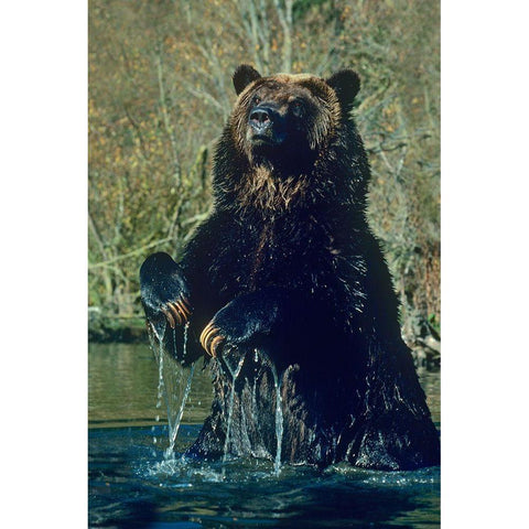 Grizzly bear Gold Ornate Wood Framed Art Print with Double Matting by Fitzharris, Tim