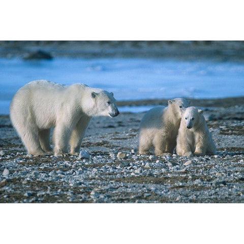 Polar bear mother and cubs Black Modern Wood Framed Art Print by Fitzharris, Tim