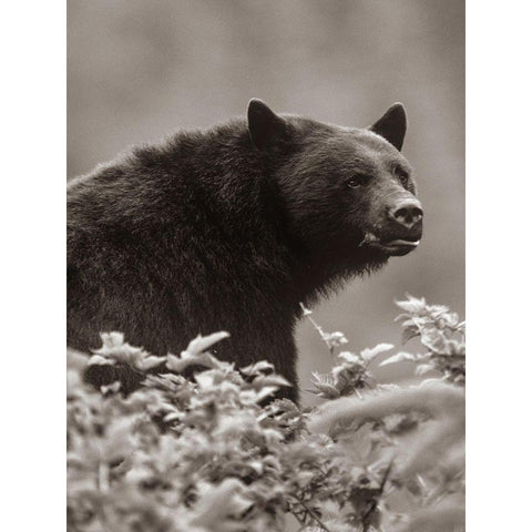 Black bear Sepia White Modern Wood Framed Art Print by Fitzharris, Tim