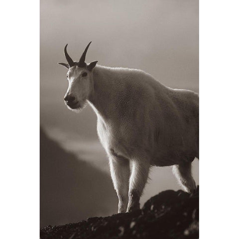 Mountain goat Sepia Black Modern Wood Framed Art Print by Fitzharris, Tim