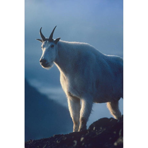 Mountain goat Black Modern Wood Framed Art Print by Fitzharris, Tim