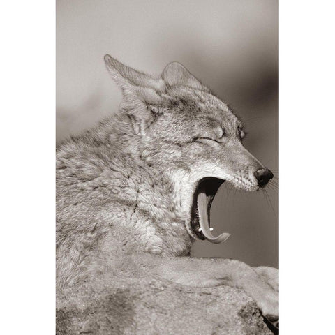 Coyote yawning Sepia Gold Ornate Wood Framed Art Print with Double Matting by Fitzharris, Tim