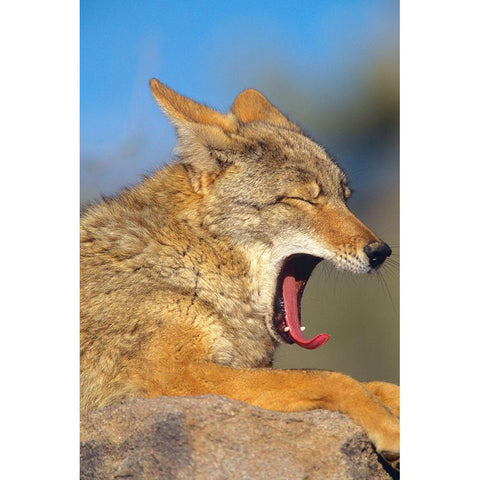 Coyote yawning Black Modern Wood Framed Art Print by Fitzharris, Tim