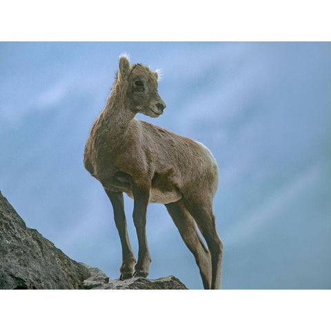 Rocky Mountain bighorn lamb White Modern Wood Framed Art Print by Fitzharris, Tim