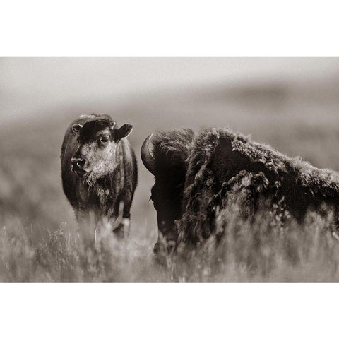 Bison calf with mother Sepia Black Modern Wood Framed Art Print by Fitzharris, Tim