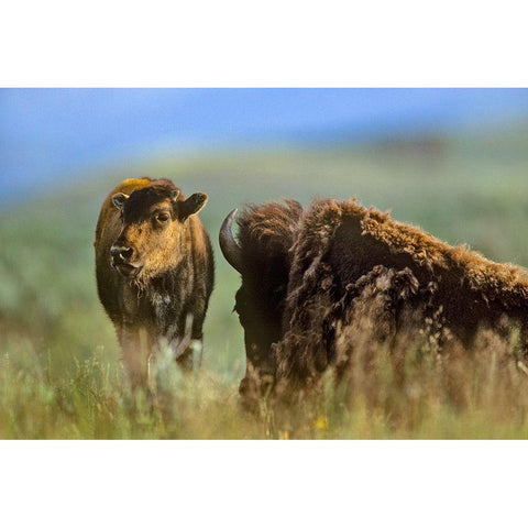 Bison calf with mother Gold Ornate Wood Framed Art Print with Double Matting by Fitzharris, Tim