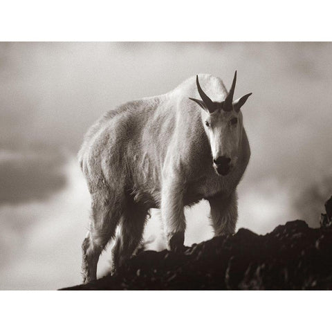 Mountain Goat Sepia Black Modern Wood Framed Art Print with Double Matting by Fitzharris, Tim