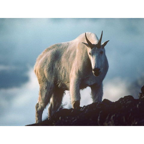 Mountain Goat Black Modern Wood Framed Art Print by Fitzharris, Tim